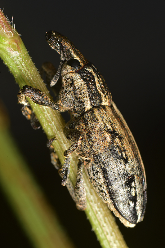 Curculionidae: Mecaspis alternans